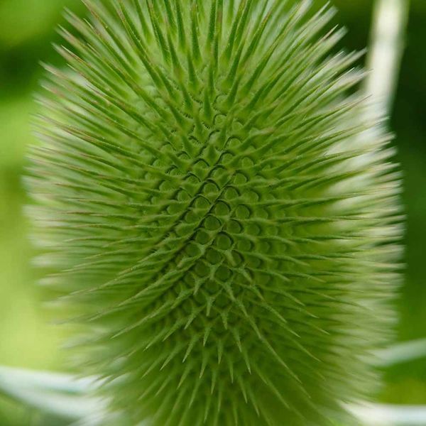 Ворсянка лесная семена, Dipsacus fullonum seeds
