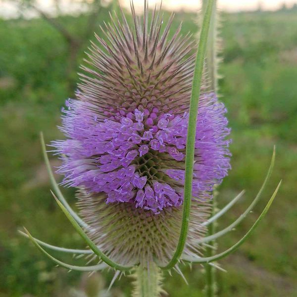 Ворсянка лесная семена, Dipsacus fullonum seeds