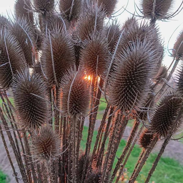 Ворсянка лесная семена, Dipsacus fullonum seeds