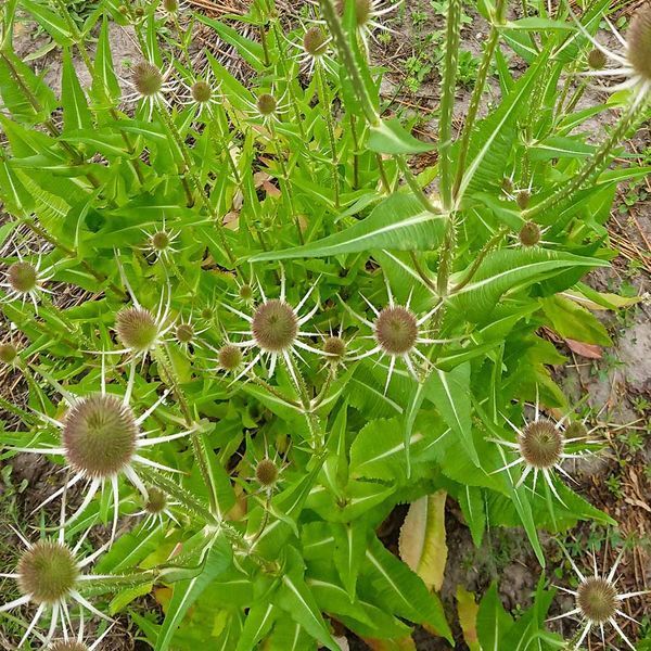 Ворсянка лесная семена, Dipsacus fullonum seeds