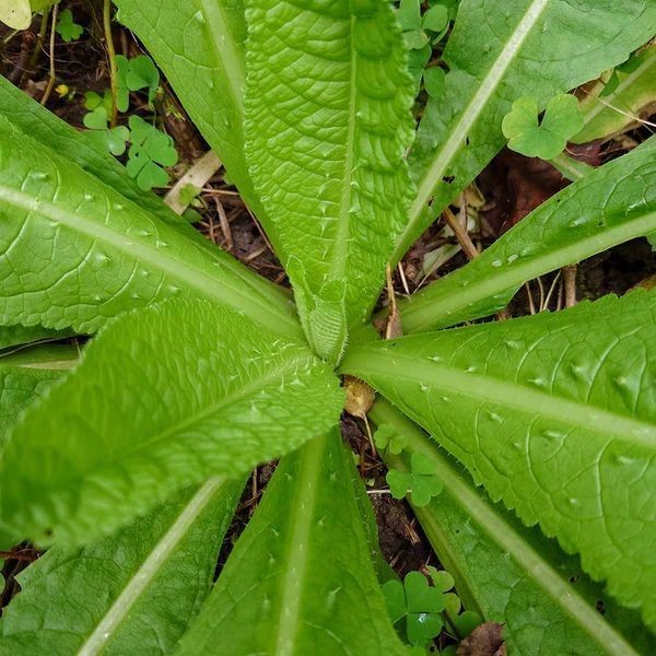Ворсянка лесная семена, Dipsacus fullonum seeds