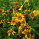 Арника шамиссо семена, Arnica chamissonis seeds 3