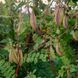 Астрагал перетинчастий рослина, Astragalus membranaceus var. mongholicus 2