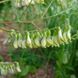 Астрагал перетинчастий рослина, Astragalus membranaceus var. mongholicus 1