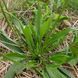 Подорожник ланцетолистный семена, Plantago lanceolata seeds 1