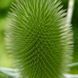 Ворсянка лесная семена, Dipsacus fullonum seeds 3