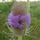 Ворсянка лесная семена, Dipsacus fullonum seeds 4
