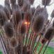 Ворсянка лесная семена, Dipsacus fullonum seeds 9