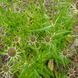 Ворсянка лесная семена, Dipsacus fullonum seeds 8
