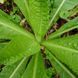 Ворсянка лесная семена, Dipsacus fullonum seeds 2
