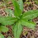 Ворсянка лесная семена, Dipsacus fullonum seeds 5