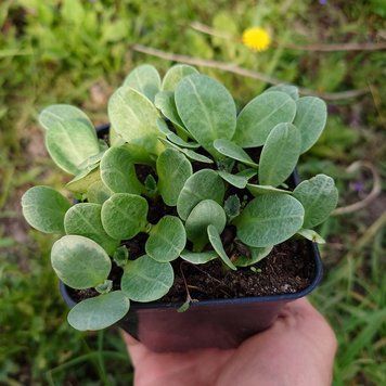 Артишок садовий рослина, Cynara cardunculus f. scolymus Green Globe