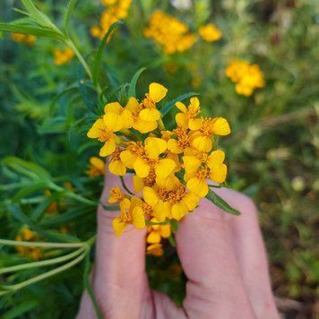 Бархатцы лучистые семена, Tagetes lucida seeds