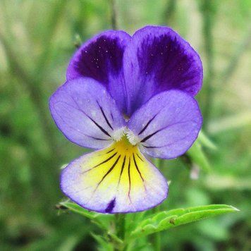 Фиалка трёхцветная семена, Viola tricolor seeds