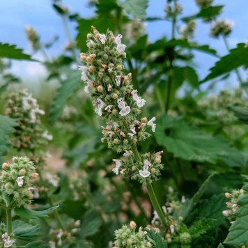 Котовник кошачий семена, Nepeta cataria seeds