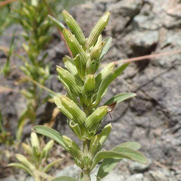 Ляллеманция грузинская семена, Lallemantia iberica seeds
