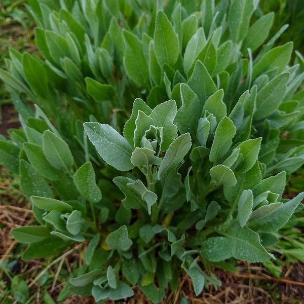 Пижма бальзамическая семена, Tanacetum balsamita var. camphoratum seeds