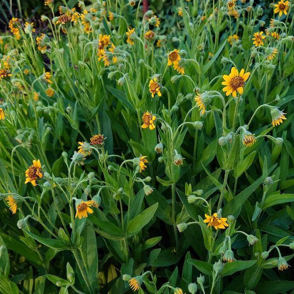 Арніка шаміссо рослина, Arnica chamissonis