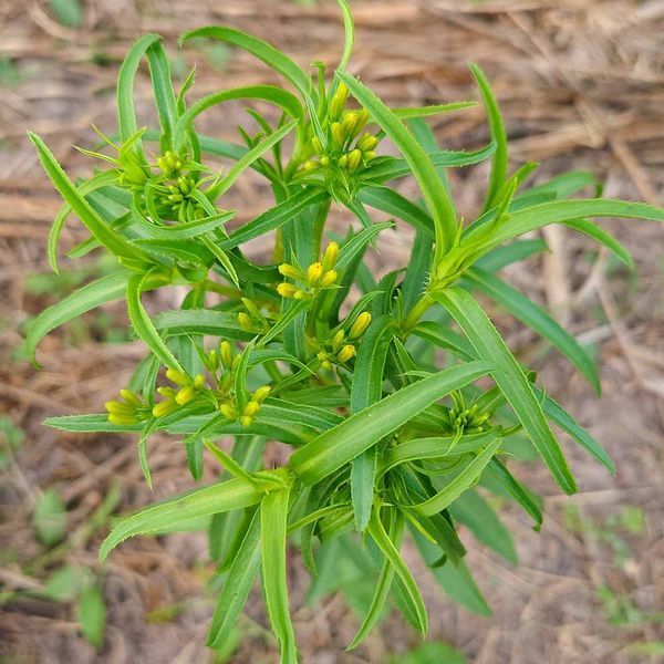 Бархатцы лучистые семена, Tagetes lucida seeds