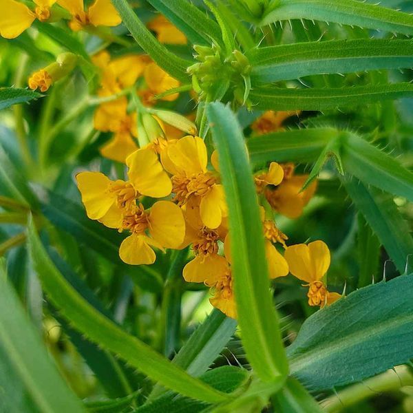 Бархатцы лучистые семена, Tagetes lucida seeds