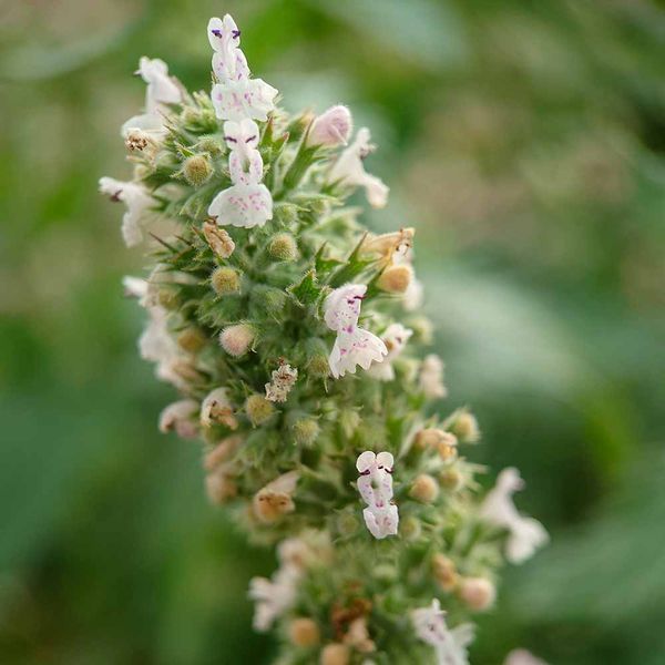 Котовник кошачий семена, Nepeta cataria seeds