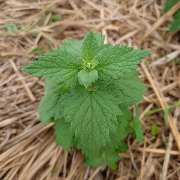 Котовник кошачий семена, Nepeta cataria seeds