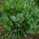 Пижма бальзамическая семена, Tanacetum balsamita var. camphoratum seeds 2
