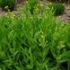 Арніка шаміссо рослина, Arnica chamissonis 2