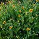 Арніка шаміссо рослина, Arnica chamissonis 3