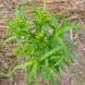 Бархатцы лучистые семена, Tagetes lucida seeds 3