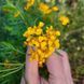 Бархатцы лучистые семена, Tagetes lucida seeds 1