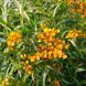 Бархатцы лучистые семена, Tagetes lucida seeds 2