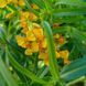 Бархатцы лучистые семена, Tagetes lucida seeds 4