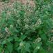 Котовник кошачий семена, Nepeta cataria seeds 2