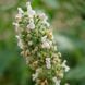 Котовник кошачий семена, Nepeta cataria seeds 4