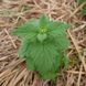 Котовник кошачий семена, Nepeta cataria seeds 5