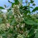 Котовник кошачий семена, Nepeta cataria seeds 1