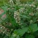 Котовник кошачий семена, Nepeta cataria seeds 3