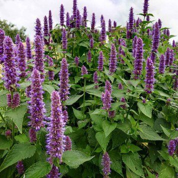 Лофант тибетский семена, Agastache rugosa seeds