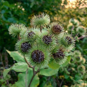 Лопух большой семена, Arctium lappa seeds