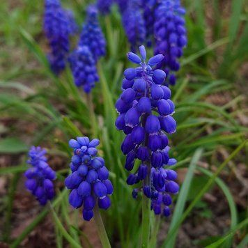 Мускари армянский семена, Muscari armeniacum seeds