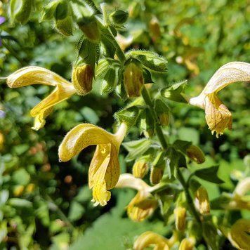 Шавлія липка рослина, Salvia glutinosa
