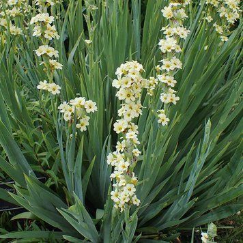 Сізірінхіум смугастий насіння, Sisyrinchium striatum seeds