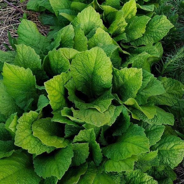Карпезіум великоголовий насіння, Carpesium macrocephalum seeds