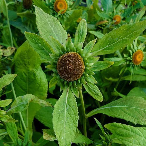 Карпезіум великоголовий насіння, Carpesium macrocephalum seeds