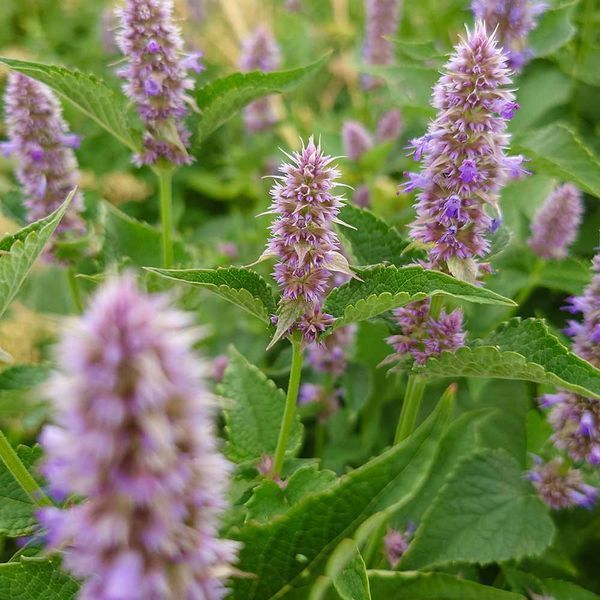 Лофант тибетский семена, Agastache rugosa seeds