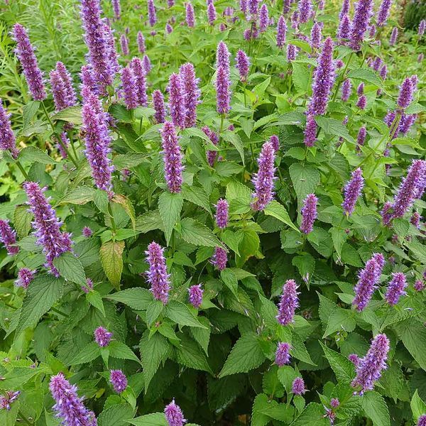 Лофант тибетский семена, Agastache rugosa seeds