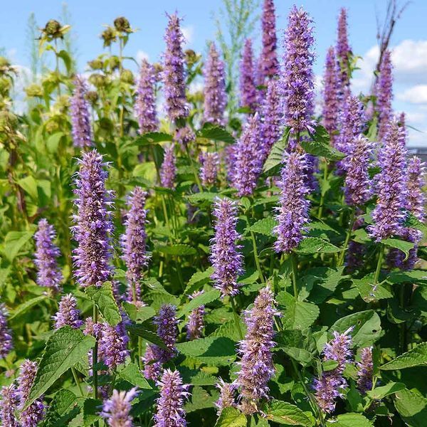 Лофант тибетский семена, Agastache rugosa seeds