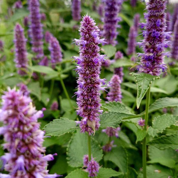 Лофант тибетский семена, Agastache rugosa seeds
