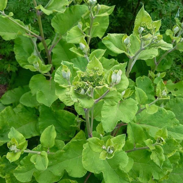 Лопух великий насіння, Arctium lappa seeds